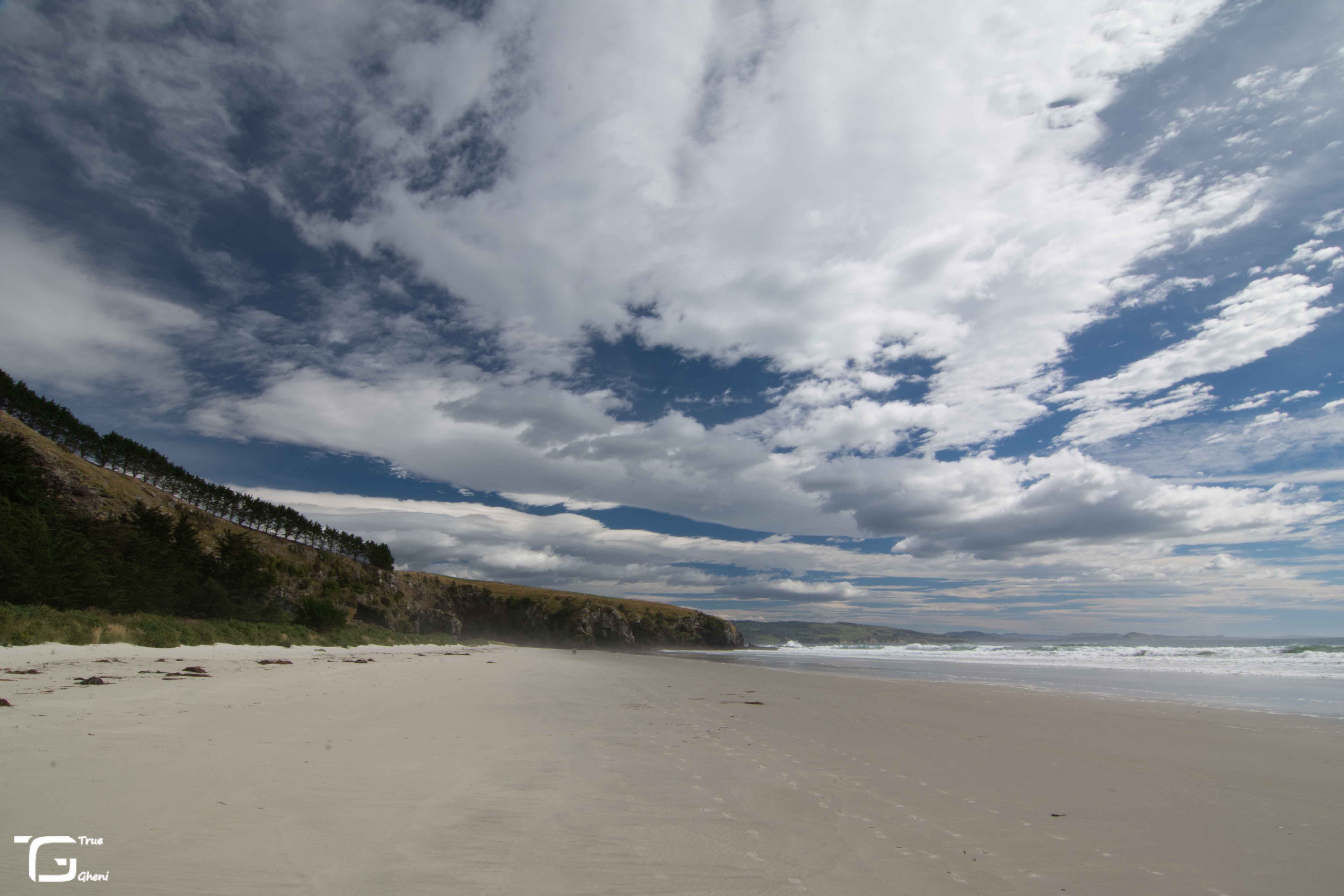 Póčo v Otago Peninsula